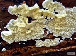 Attēlu rezultāti vaicājumam “Flaviporus citrinellus”