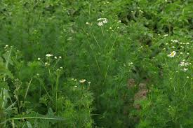 Attēlu rezultāti vaicājumam “Tripleurospermum inodorum leaf”