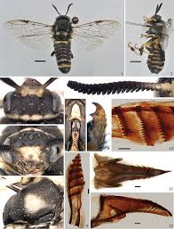 Attēlu rezultāti vaicājumam “Gilpinia”