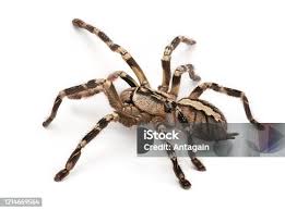 Attēlu rezultāti vaicājumam “Pyralis regalis”