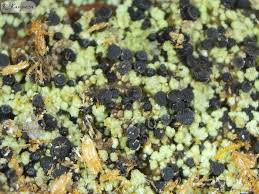 Attēlu rezultāti vaicājumam “Hertelidea botryosa”