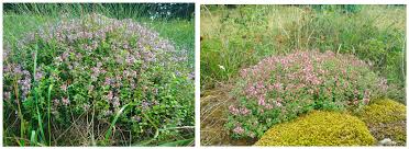 Attēlu rezultāti vaicājumam “Thymus pulegioides fruit”
