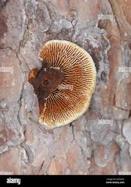 Attēlu rezultāti vaicājumam “Gloeophyllum sepiarium”