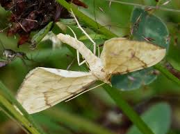 Attēlu rezultāti vaicājumam “Eulithis populata”