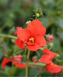 Image result for Alonsoa linearis