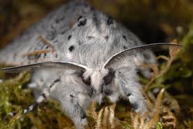 Attēlu rezultāti vaicājumam “Cerura vinula”