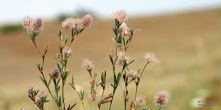 Attēlu rezultāti vaicājumam “Trifolium arvense”