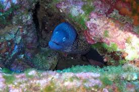 Image result for Muraena helena