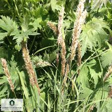 Attēlu rezultāti vaicājumam “Koeleria glauca”