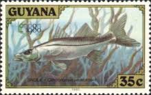 Image result for Centropomus undecimalis