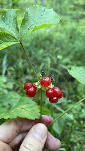 Attēlu rezultāti vaicājumam “Rubus saxatilis fruit”