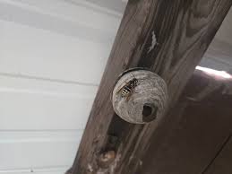 Attēlu rezultāti vaicājumam “Hoplia parvula imago”