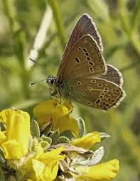 Attēlu rezultāti vaicājumam “Eumedonia eumedon underside”