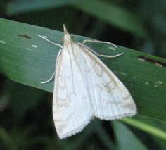 Attēlu rezultāti vaicājumam “Udea lutealis”