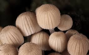 Attēlu rezultāti vaicājumam “Psathyrella pygmaea”