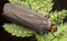 Attēlu rezultāti vaicājumam “Atolmis rubricollis”