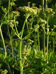 Attēlu rezultāti vaicājumam “Levisticum officinale”