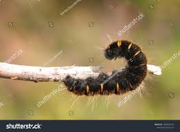 Attēlu rezultāti vaicājumam “Macrothylacia rubi”