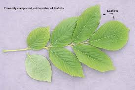 Attēlu rezultāti vaicājumam “Cladrastis kentukea”