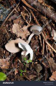 Attēlu rezultāti vaicājumam “Helvella macropus”