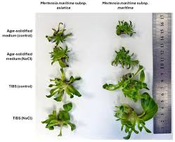 Attēlu rezultāti vaicājumam “Tragopogon heterospermus bud”
