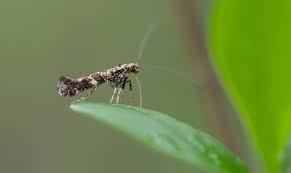 Attēlu rezultāti vaicājumam “Gracillaria syringella”