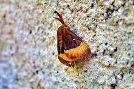 Attēlu rezultāti vaicājumam “Lasiocampa quercus”