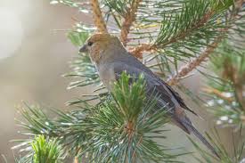 Image result for Pinicola enucleator