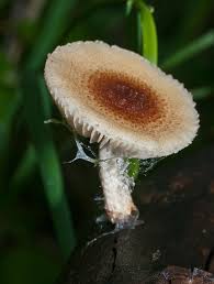 Attēlu rezultāti vaicājumam “Lepiota clypeolaria”