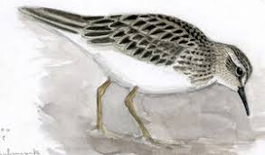 Image result for Calidris subminuta