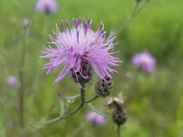 Attēlu rezultāti vaicājumam “Centaurea stoebe flower”