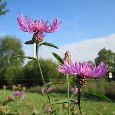 Attēlu rezultāti vaicājumam “Centaurea jacea fruit”