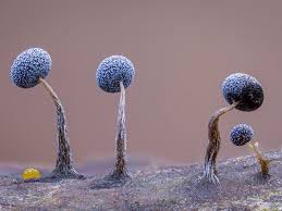 Attēlu rezultāti vaicājumam “Physarum album young”