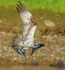 Attēlu rezultāti vaicājumam “Pandion haliaetus”