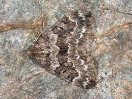 Attēlu rezultāti vaicājumam “Thera variata”