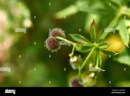 Attēlu rezultāti vaicājumam “Galium aparine fruit”
