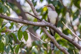 Image result for Coccyzus americanus