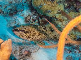 Image result for Epinephelus adscensionis