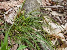 Attēlu rezultāti vaicājumam “Carex digitata fruit”