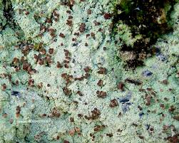 Attēlu rezultāti vaicājumam “Baeomyces rufus”