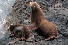 Image result for Zalophus californianus