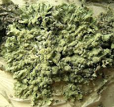 Attēlu rezultāti vaicājumam “Parmeliopsis ambigua”