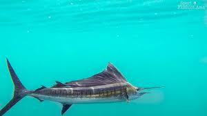 Image result for Istiophorus platypterus