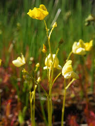 Attēlu rezultāti vaicājumam “Utricularia intermedia leaf”