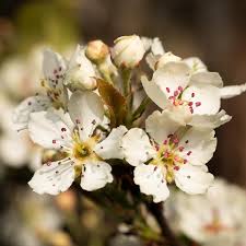 Attēlu rezultāti vaicājumam “Iris rosenbachiana flower”