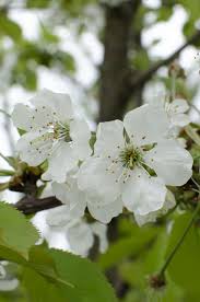 Attēlu rezultāti vaicājumam “Prunus avium flower”