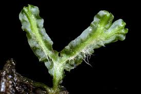 Attēlu rezultāti vaicājumam “Moerckia hibernica”