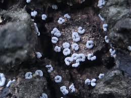 Attēlu rezultāti vaicājumam “Physarum bitectum”