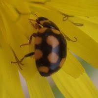 Attēlu rezultāti vaicājumam “Coccinula quatuordecimpustulata”