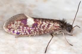 Attēlu rezultāti vaicājumam “Eriocraniidae”